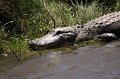 Alligator High Island_2010_04_24_3888